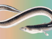 Ethereum Execution Layer Specification | Ethereum Foundation Blog