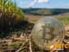 Tether-Backed Adecoagro To Launch Sugarcane-Powered Bitcoin Mining In Brazil